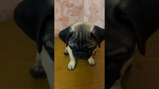 #мопс #калыван #мопскалыван #собакаводежде #юмор #приколы #рекомендации