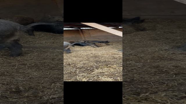 08-01-2025 Охота
