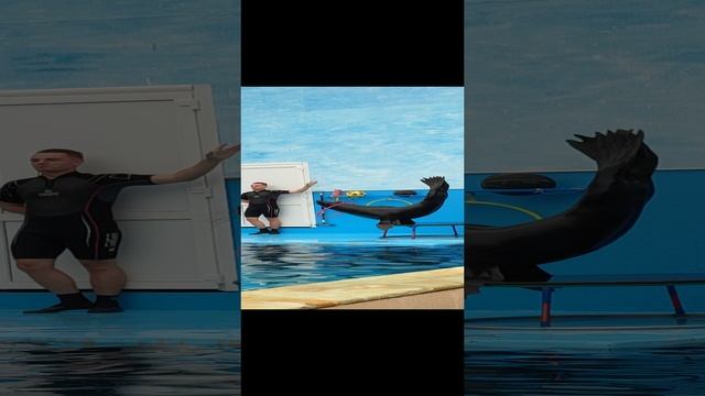 Морской котик Тимофей #shorts