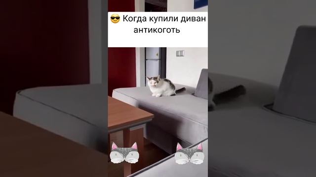 Диван антикоготь