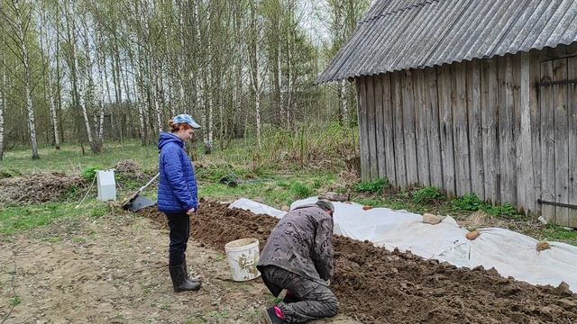 Пашем землю лебедкой и сожаем картошку!