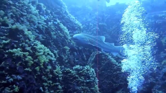 Thailand 2010 Diving Video - Manta Ray