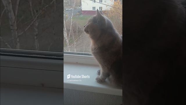 Что это такое?