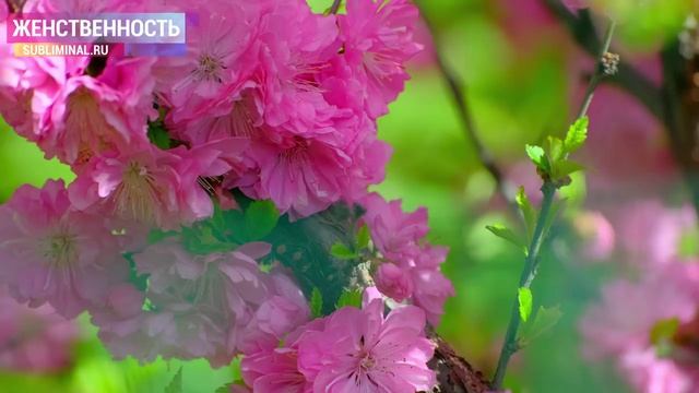 Женская энергия. Женственность. Манкость. Саблиминал Combo. Скрытые аффирмации. (2)