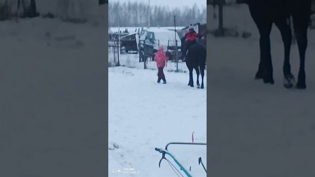 Занятия на лошадках, лошадки