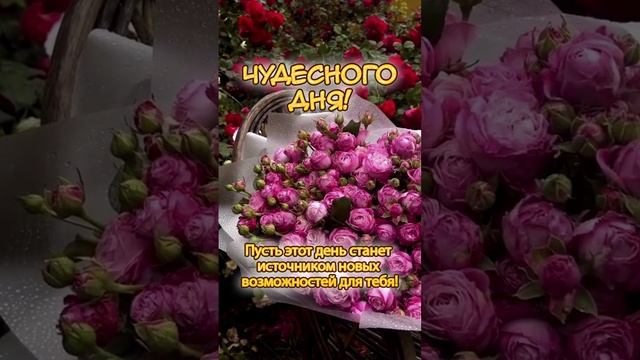 Чудесного дня вам!