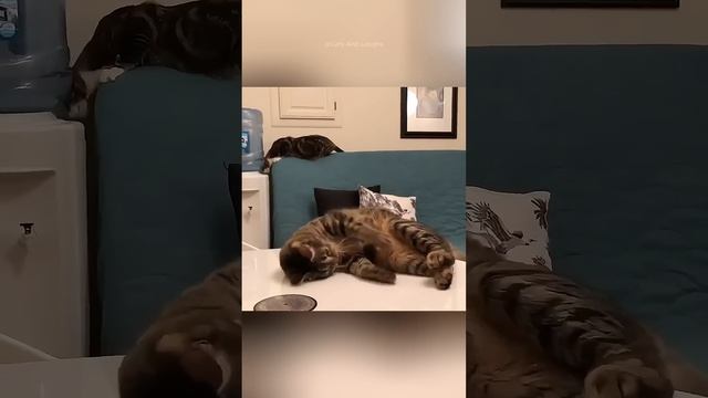 Funny cats 😂 episode 399 #shorts