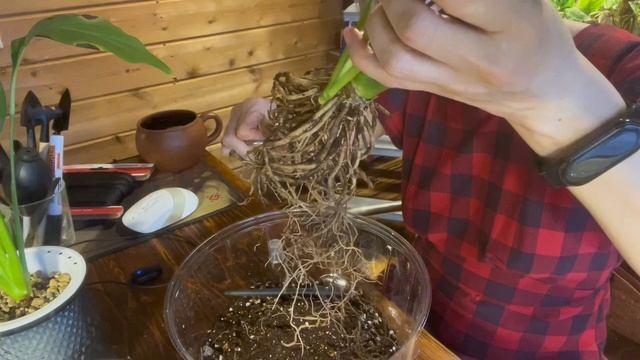 Спатифиллум без проблем. Идеальное растение для новичка