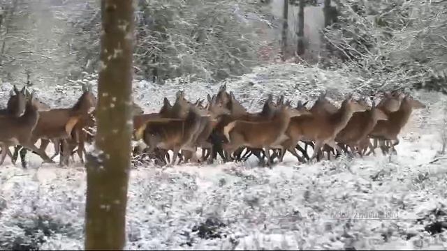 Новогодняя феерия
