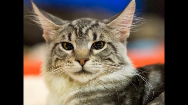 2013 International Cat Show in Moscow