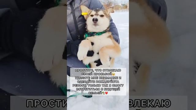 щенок от некрупной собаки мальчик ищет дом.mp4