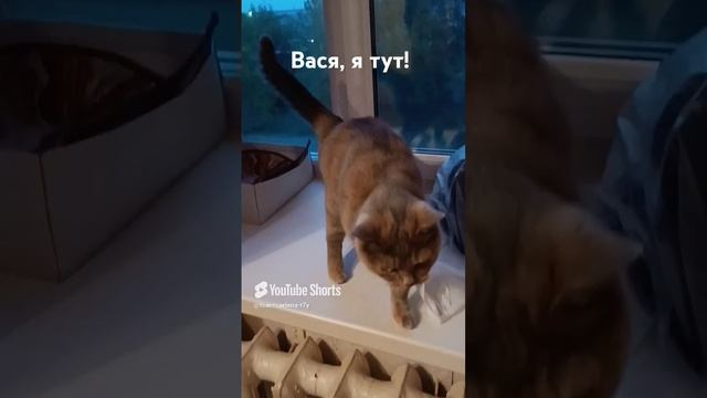 Вася, я тут!