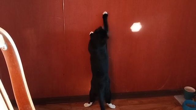 танцующая Муся