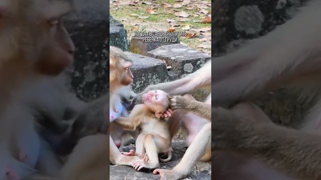 Когда отучаешь от ГВ