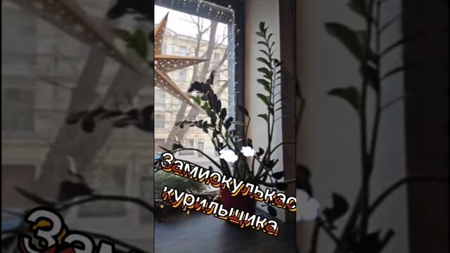 А вы дружите с замиокулькасами?