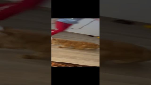 играю с Сёмой (часть1)