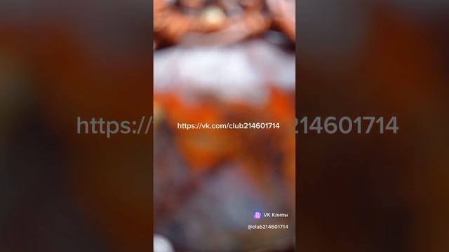 clip-214601714_456239123