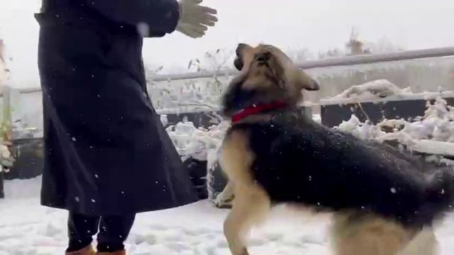 Тоша первый снег