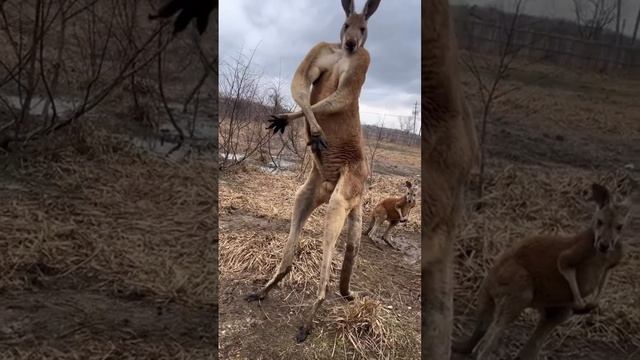 Кенгуру — уникальные существа, обладающие впечатляющей силой и ловкостью
