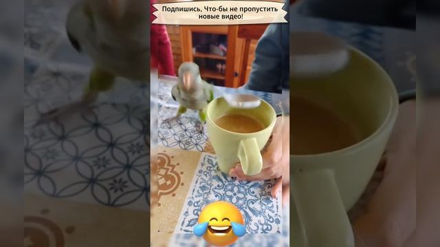 Приколы с попугаями