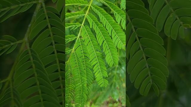 Mimosa Tree and Rain Drop Mini Nature Walk