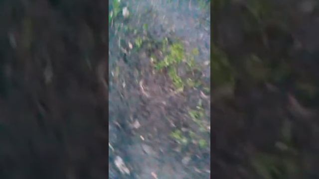 Шпинат ранней весной