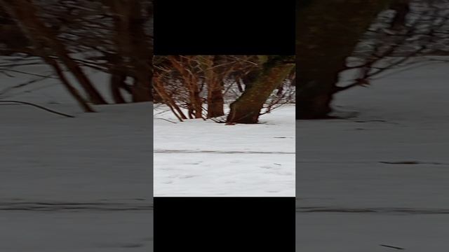 08.01.25. Утром после смены угостила белочку кедровой шишкой с орешками