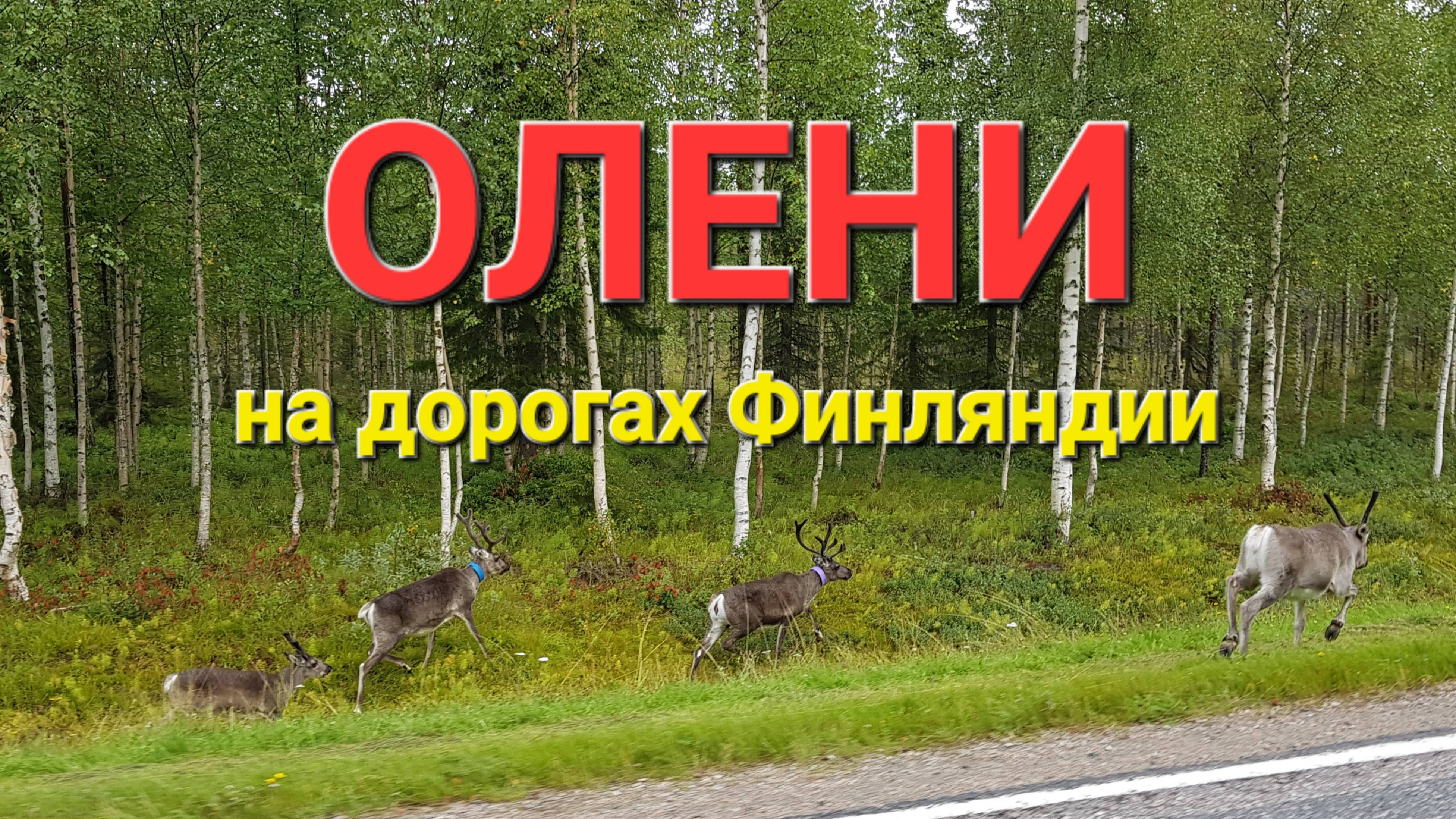 Олени на дорогах