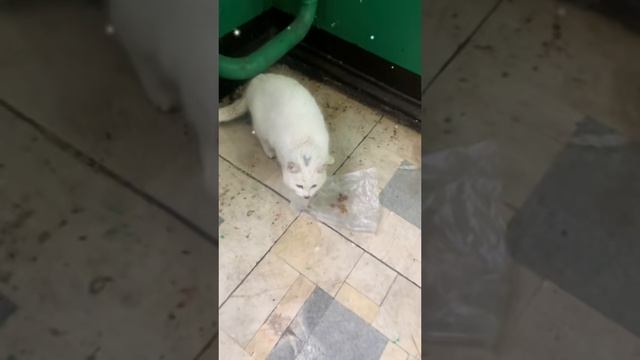 Уличная кошечка 🐈 хотела кушать