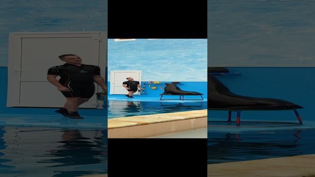 Дельфинарий в Кисловодске #shorts