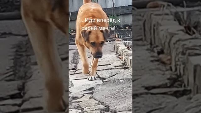 Иди к своей мечте, не сомневайся!