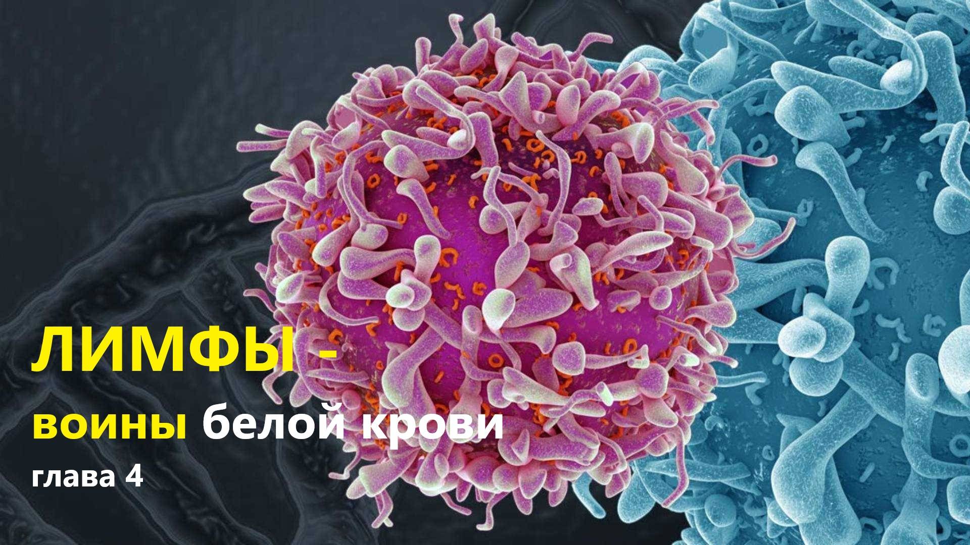 Лимфы. Воины белой крови. Глава четвертая. Разведка.