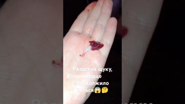 ШОК!!!!! СЕРДЦЕ,КОТОРОЕ ИЗВЛЕКЛИ ИЗ ТЕЛА РЫБЫ БЬЁТСЯ В РУКАХ!!!!!