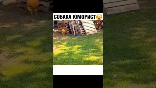 Пёс приколист