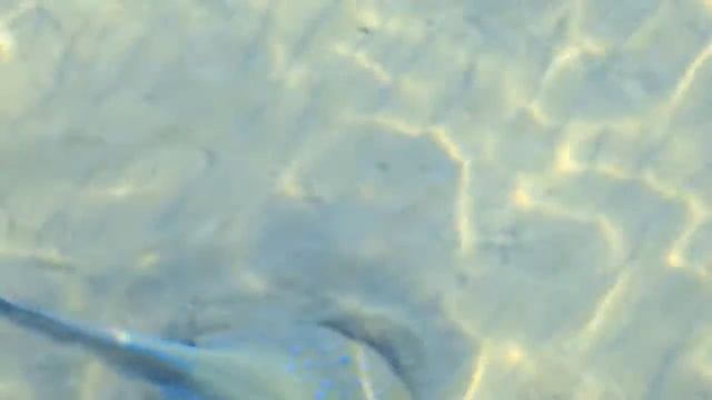 Скат красное море