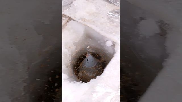как прикармливать рыбу