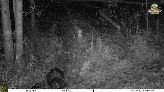 Жизнь бобра на фотоловушку 04.10.2023 Beaver Hunting