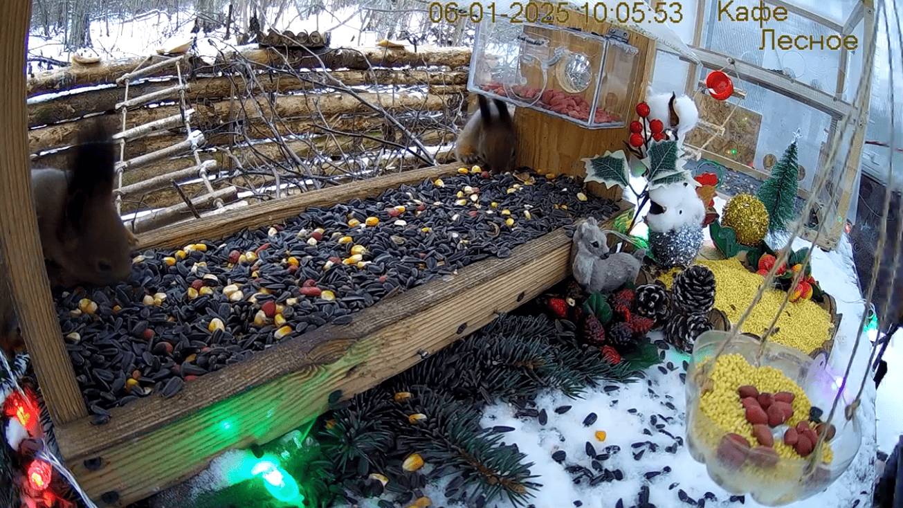 Кормушка в лесу онлайн  "Кафе  Лесное" #Relaxing #природа #звуки леса #зимний  лес  #погода