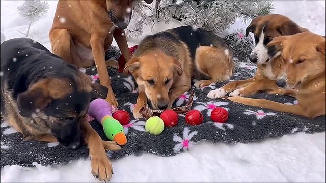 ✨🎄 Так Новый Год встречала банда собак, братьев и сестер, которые остались жить в одной семье! 😍