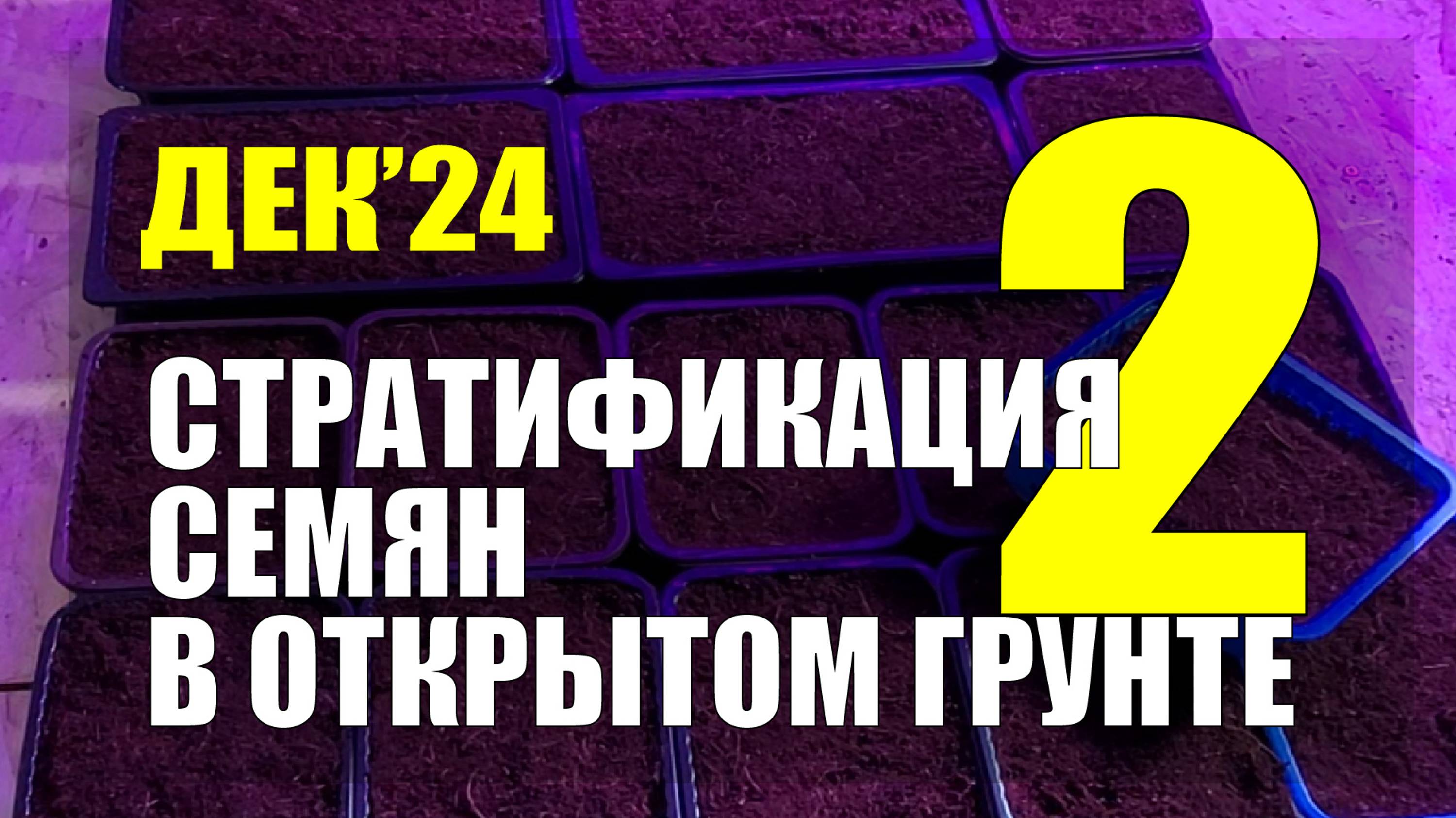 Стратификация семян в открытом грунте. Сезон 2024-25 | Дек 2024