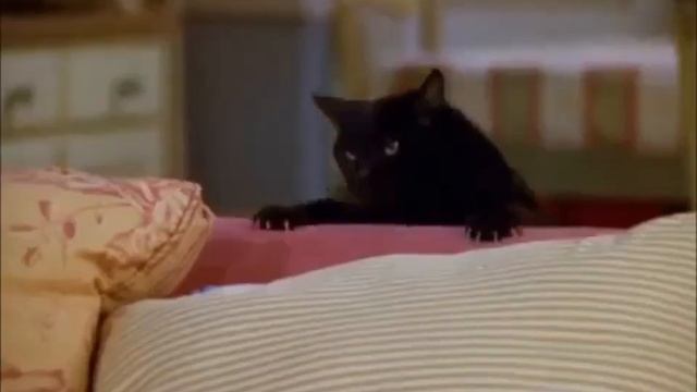 Кот Сэйлем и борьба за пульт