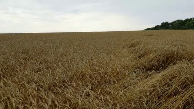 На меже между глупостью и разумом. Разница была видна от посева и до уборки.