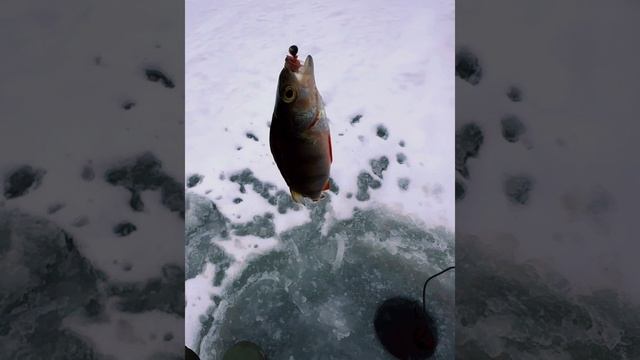 Вымученный окунь🐟