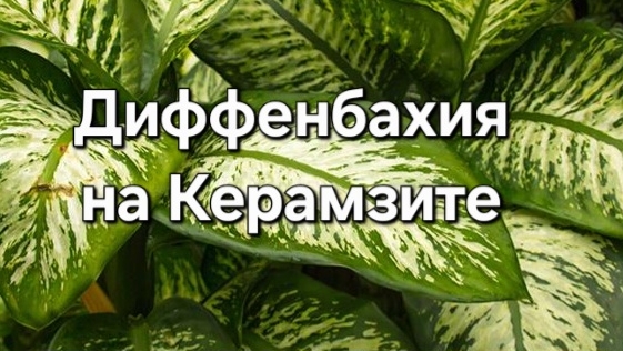 Диффенбахия на Керамзите спустя год