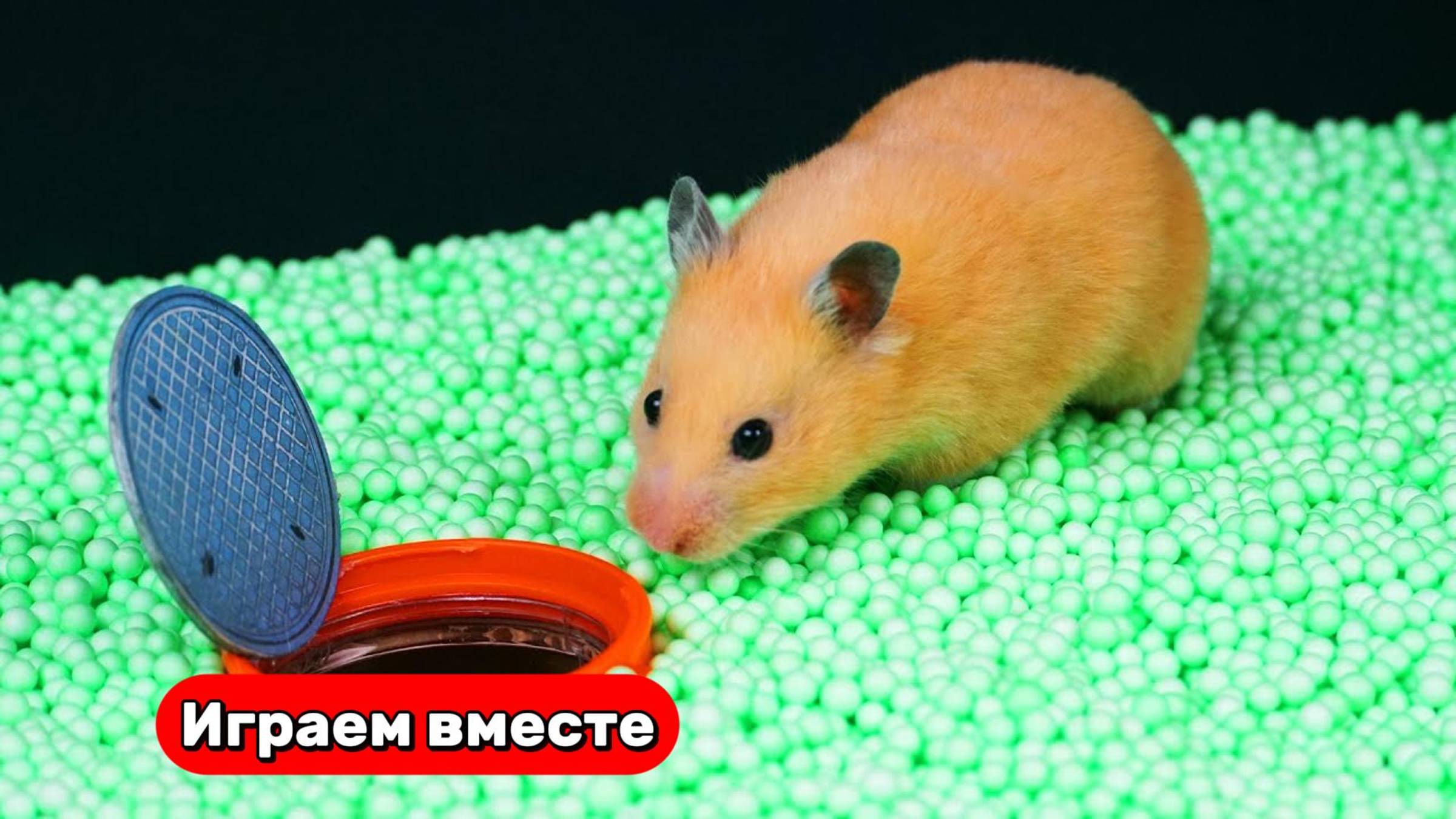 Хомяк выбирается из КРУТОГО ЛАБИРИНТА ДЛЯ УМНЫХ ЖИВОТНЫХ 🐹 Видео для детей