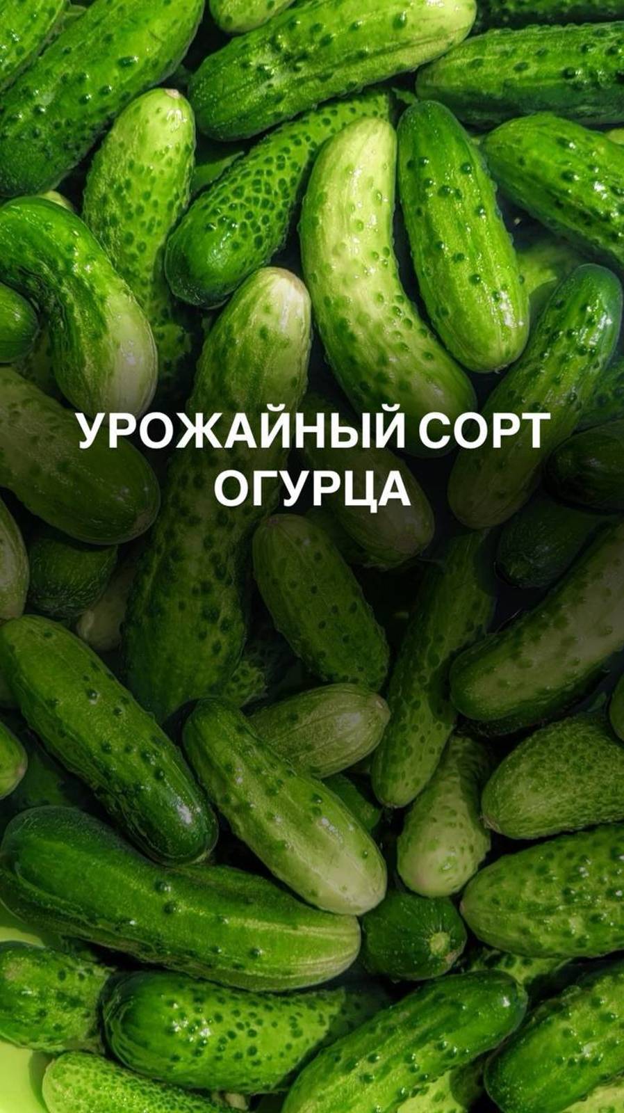 Урожайный сорт огурца  #дача #дачастайл #дачадача #любимаядача #дачаI #любимыйсад #дачники #дачник