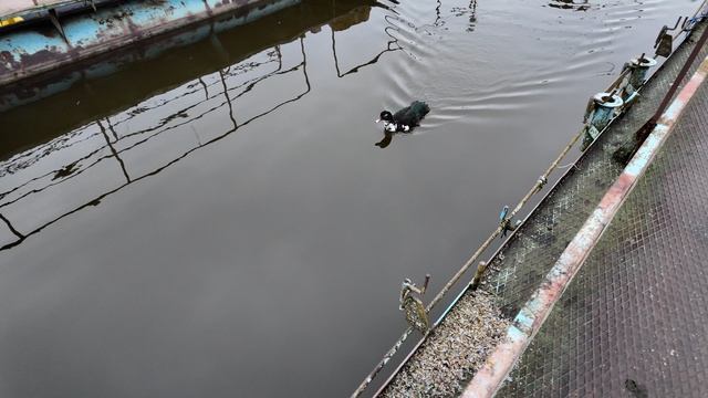 К нам подселились уточки