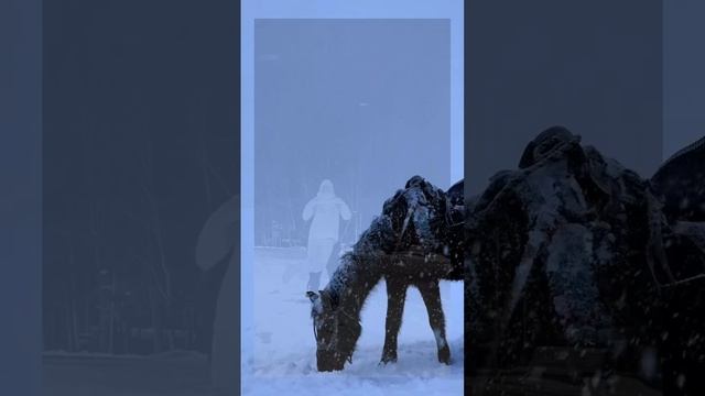 песня Сердце одиноко
