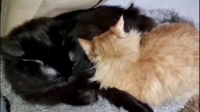 😊😊 Ватсон считает теперь Киру своей мамой 🥰🥰
