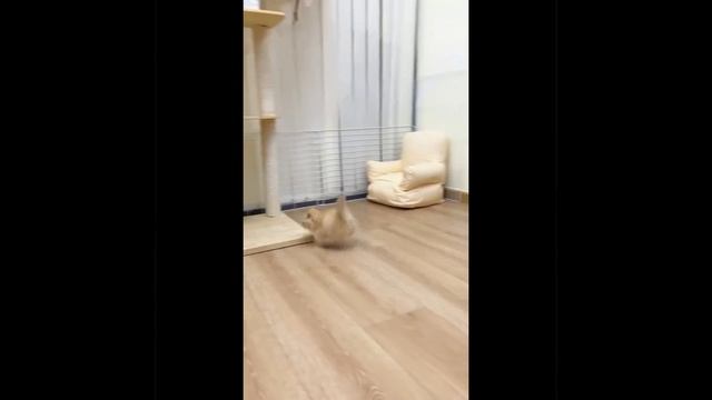 Гонки